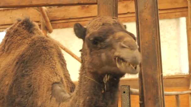 Funny Brown One Humped Camel Farm Zoo Eating Hay — Stock Video