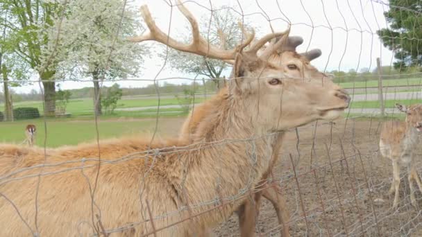フェンスの後ろのかわいい鹿 人間の手のゆっくりとした動きから草を食べる — ストック動画