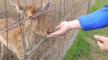 Çitin arkasında sevimli bir geyik, insan elinden çim yiyor..