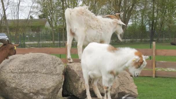 Funny Goats Stones Farm — Stock Video