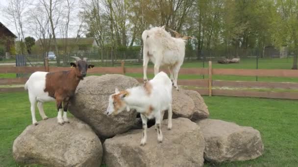 农场石头上有趣的山羊 — 图库视频影像