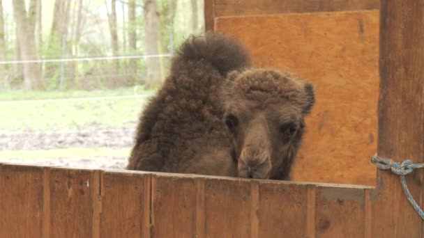 Lustiges Braunes Kamelbaby Einem Bauernhof Oder Zoo — Stockvideo