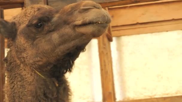 Смешной Коричневый Одногорбый Верблюд Ферме Зоопарке Поедающий Сено — стоковое видео