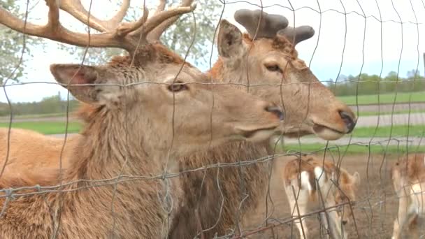 Cute Deer Fence Eating Grass Human Hands Slow Motion — Stock Video