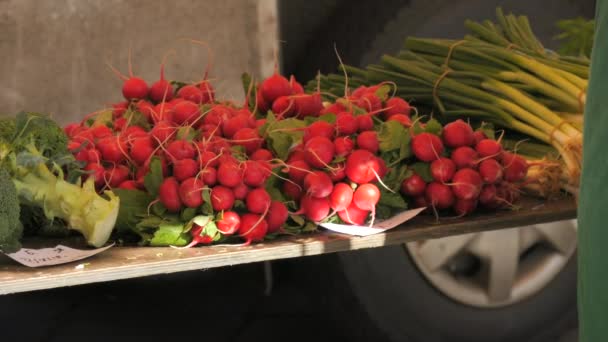 Fresh Big Beautiful Organic Radishes Tied Bunches Farmers Market Counters — Stock Video
