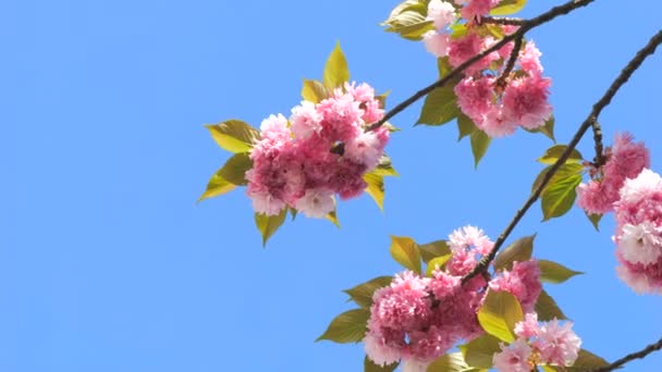 Hermosas Flores Cerezo Fondo Del Cielo Azul Cámara Lenta Primavera — Vídeos de Stock