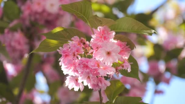 春天的慢镜头 蓝天背景下美丽的樱花绽放 — 图库视频影像
