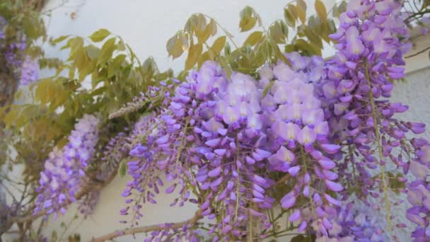 Piękna Kwitnąca Wisteria Domu Roku Widok Bliska Purpurowe Kwiaty Wiosną — Wideo stockowe