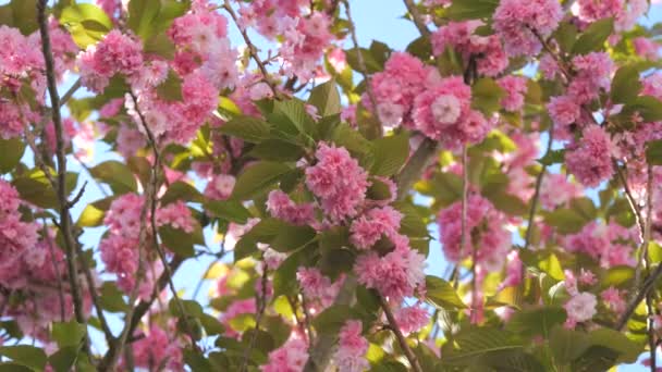 Красивые Цветущие Вишни Цветут Голубом Фоне Неба Весной Замедленной Съемки — стоковое видео