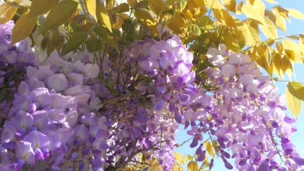 Hermosa Glicina Floreciente Una Casa Ciudad Vista Cerca Flores Púrpuras — Vídeos de Stock