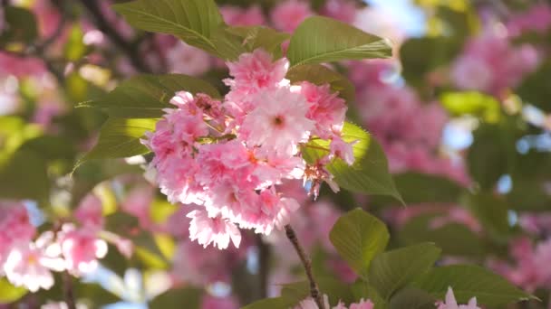 Hermosas Flores Cerezo Fondo Del Cielo Azul Cámara Lenta Primavera — Vídeo de stock