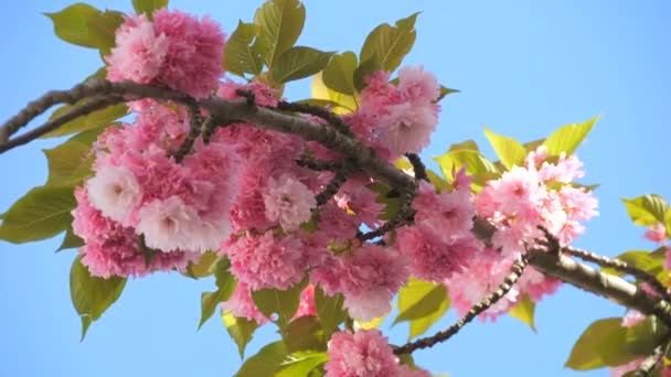 Schöne Blühende Kirschblüten Auf Blauem Himmel Hintergrund Frühling Zeitlupe — Stockvideo