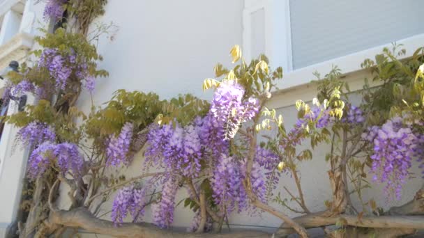Прекрасна Квітуча Вістерія Будинку Місті Крупним Планом Вид Фіолетові Квіти — стокове відео