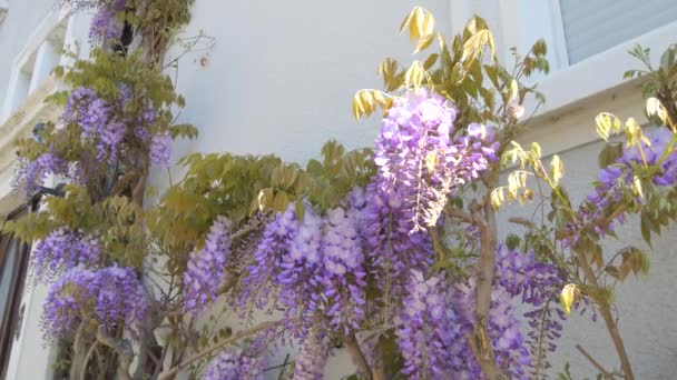 Piękna Kwitnąca Wisteria Domu Roku Widok Bliska Purpurowe Kwiaty Wiosną — Wideo stockowe