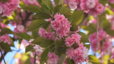 Güzel çiçek açan kiraz çiçekleri mavi gökyüzü arka planında bahar yavaş çekimde.