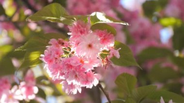 Güzel çiçek açan kiraz çiçekleri mavi gökyüzü arka planında bahar yavaş çekimde.