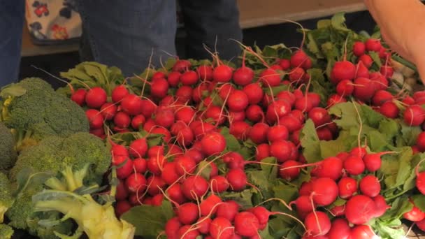 Świeże Duże Piękne Organiczne Rzodkiewki Przywiązane Pęczki Targowiskach Rolników Bliska — Wideo stockowe