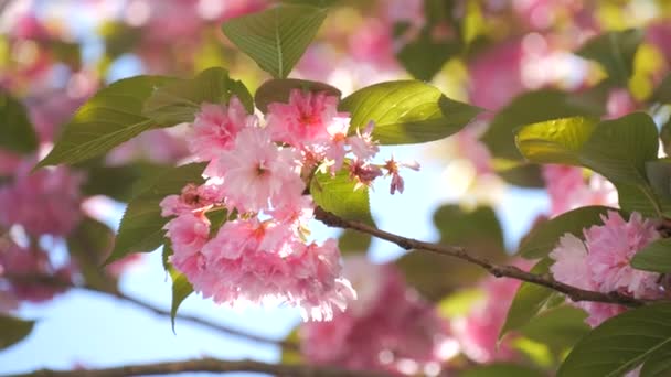 Hermosas Flores Cerezo Fondo Del Cielo Azul Cámara Lenta Primavera — Vídeos de Stock