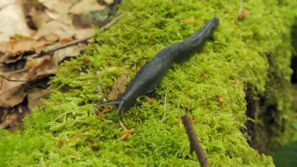 Large Black Slug Arion Ater Crawls Tree Covered Green Moss — Stock Video