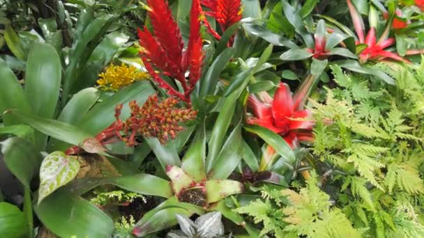 Botanik Bahçesinde Çeşitli Egzotik Bitkiler Büyür Çiçek Açar — Stok video