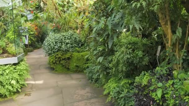 Path Greenhouse Tropical Plants Variety Exotic Plants Grow Bloom Botanical — Stock Video