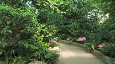 Tropikal bitkilerle dolu serada yol. Botanik bahçesinde çeşitli egzotik bitkiler büyür ve çiçek açar..