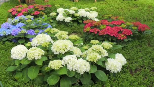 Beautiful Picturesque Blooming White Red Blue Hydrangeas Garden — Stock Video