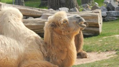 İki hörgüçlü beyaz deve yavaş çekimde yemek çiğner..