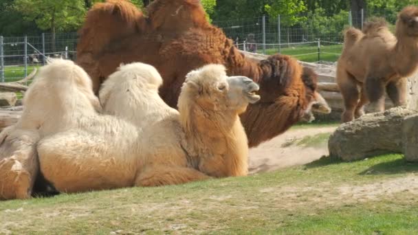 Large Two Humped Red White Camels Chew Food Slow Motion — Αρχείο Βίντεο