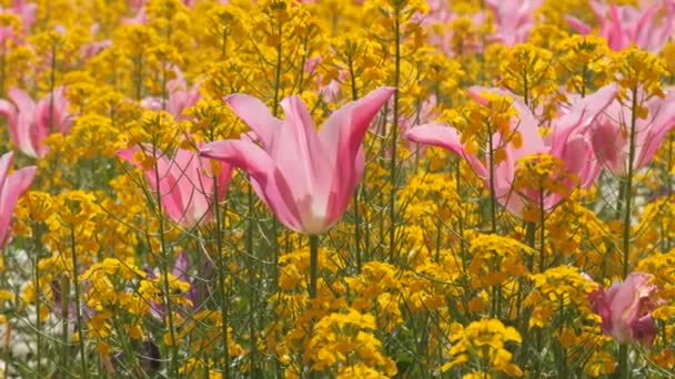 Красиві Рожеві Тюльпани Фоні Жовтих Весняних Квітів Сонячний День — стокове відео