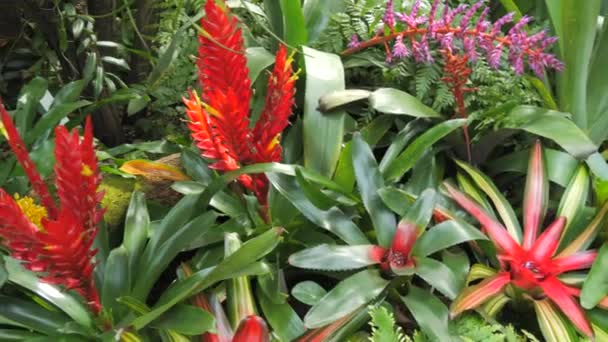 Botanik Bahçesinde Çeşitli Egzotik Bitkiler Büyür Çiçek Açar — Stok video