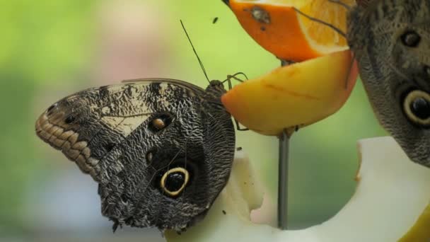 Красива Метелик Повільному Русі Їсть Фрукти Крупним Планом — стокове відео