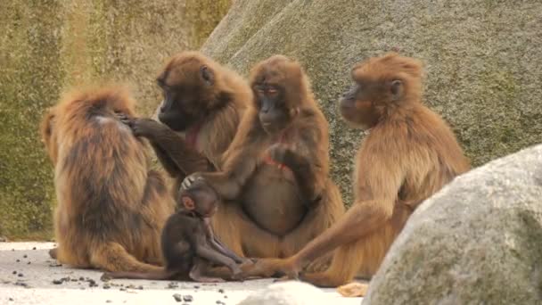 Familie Der Roten Affen Ein Kleines Affenbaby Der Nähe Der — Stockvideo