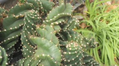 Kocaman yeşil bir kaktüs. Yakın görüş..