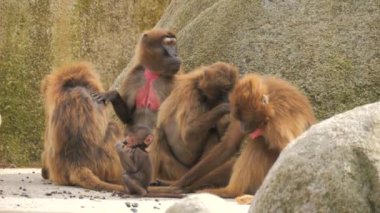 Kızıl maymun ailesi. Yavru maymun anne maymunun yanında ağır çekimde oturuyor.