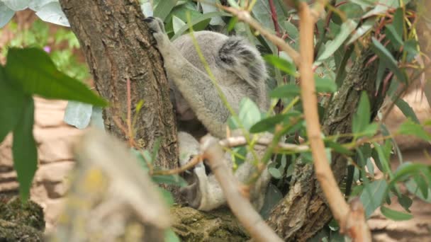 Rolig Koala Ett Träd Gömd Mellan Grenarna Slow Motion — Stockvideo