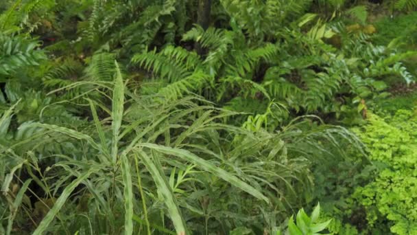 热带植物 蕨类和其他植物在风中摇曳 — 图库视频影像