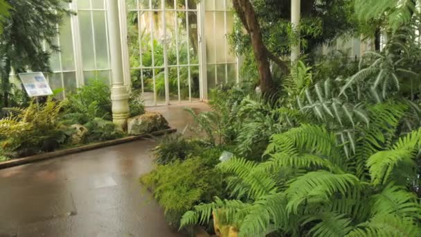 Tropikal Bitkilerle Dolu Serada Yol Botanik Bahçesinde Çeşitli Egzotik Bitkiler — Stok video