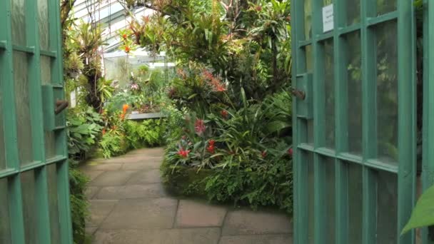 Entrance Path Greenhouse Tropical Plants Variety Exotic Plants Grow Bloom — Stock Video