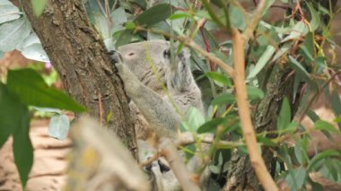 Ağaçtaki komik bir koala dalların arasına saklandı..