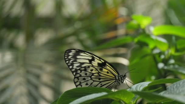 Красивая Бабочка Замедленной Съемке Сидит Цветке Вблизи — стоковое видео