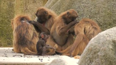 Kızıl maymun ailesi. Yavru maymun anne maymunun yanında ağır çekimde oturuyor.