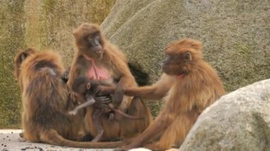 Kızıl maymun ailesi. Yavru maymun anne maymunun yanında ağır çekimde oturuyor.