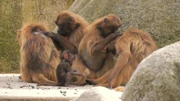 レッドサルファミリー 石の上に座っている母猿の近くの小さな赤ちゃんのサル スローモーション — ストック動画