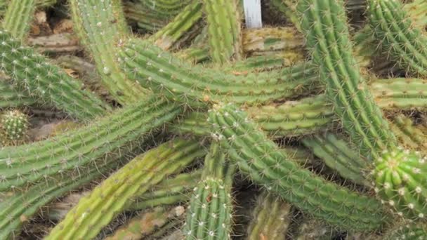 Huge Spiky Green Cacti Close View — Stockvideo