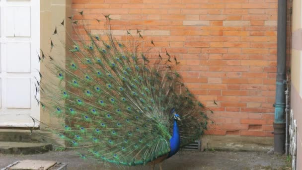 Peacock Met Losse Staart Achtergrond Van Rode Bakstenen Muur Slow — Stockvideo