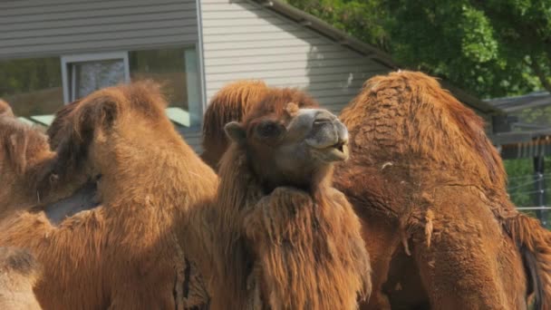 Large Two Humped Red Camels Chew Food Slow Motion — Stockvideo