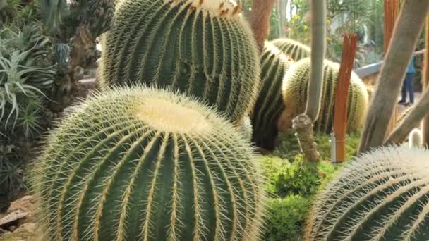 Enorma Taggiga Gröna Kaktusar Närbild — Stockvideo