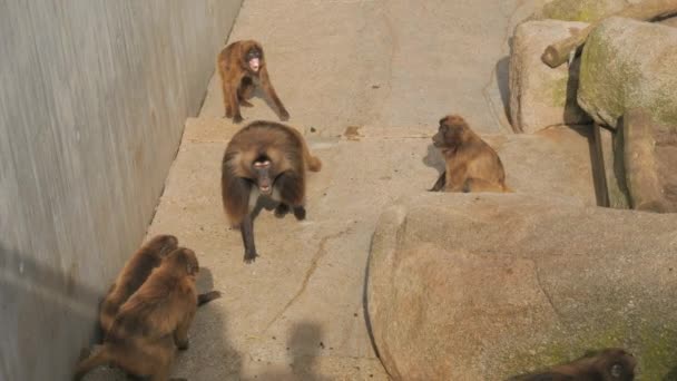 Grande Babuíno Passa Por Bando Outros Macacos Zoológico — Vídeo de Stock