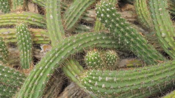 Huge Spiky Green Cacti Close View — Αρχείο Βίντεο
